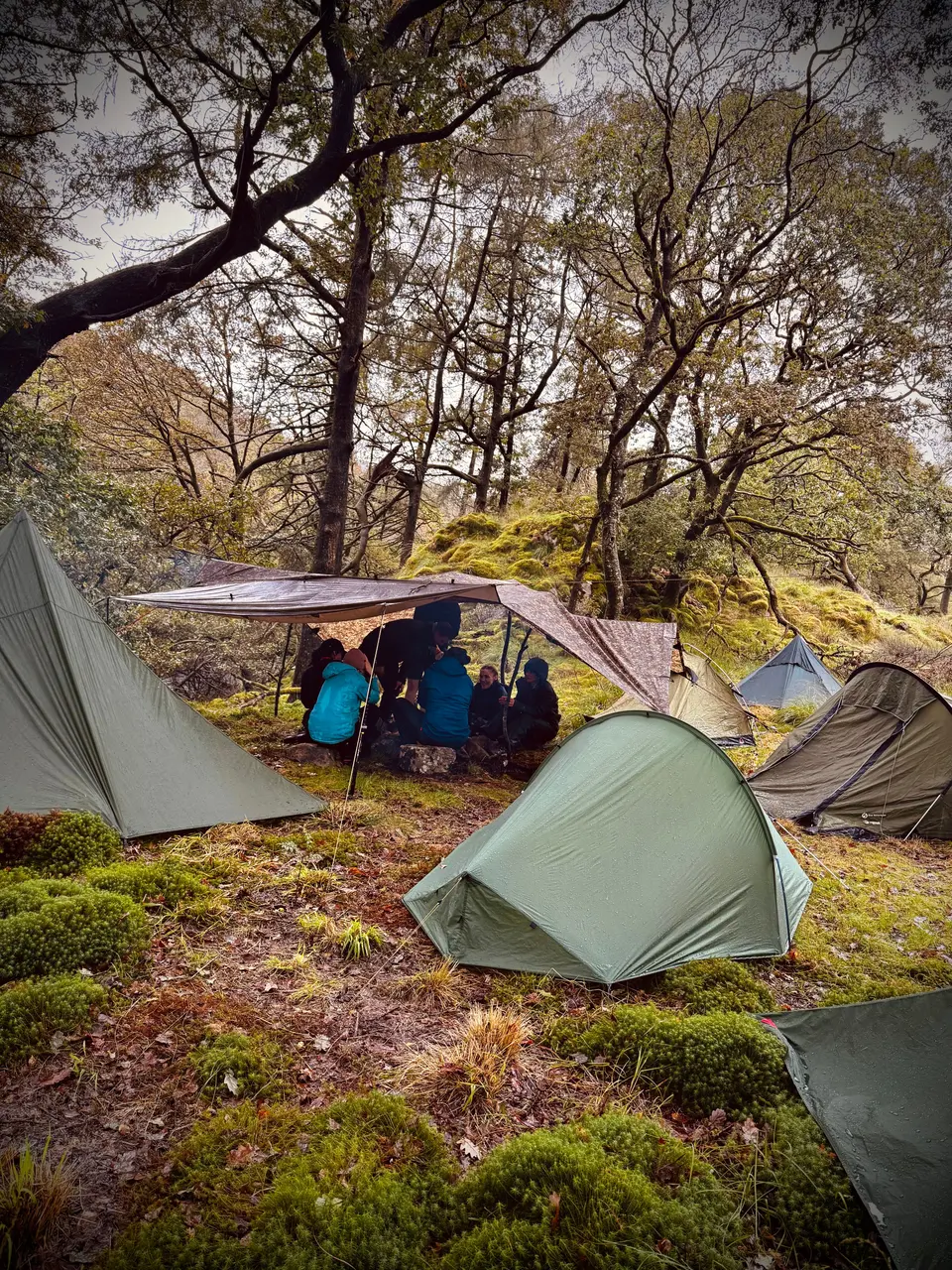 Tents pitched in woodland