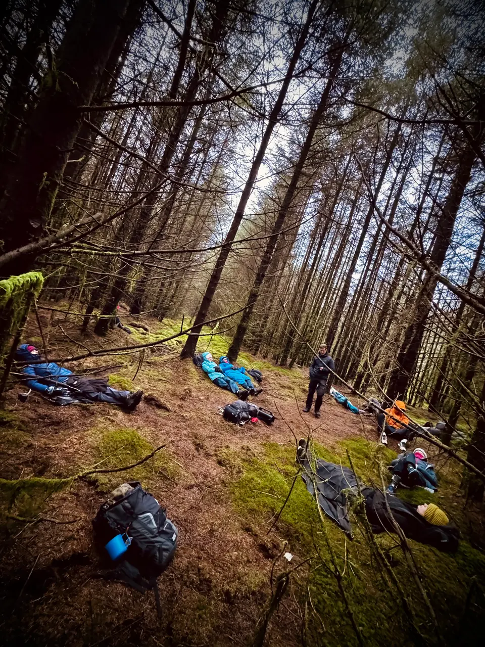 A group relaxing together on the forest floor